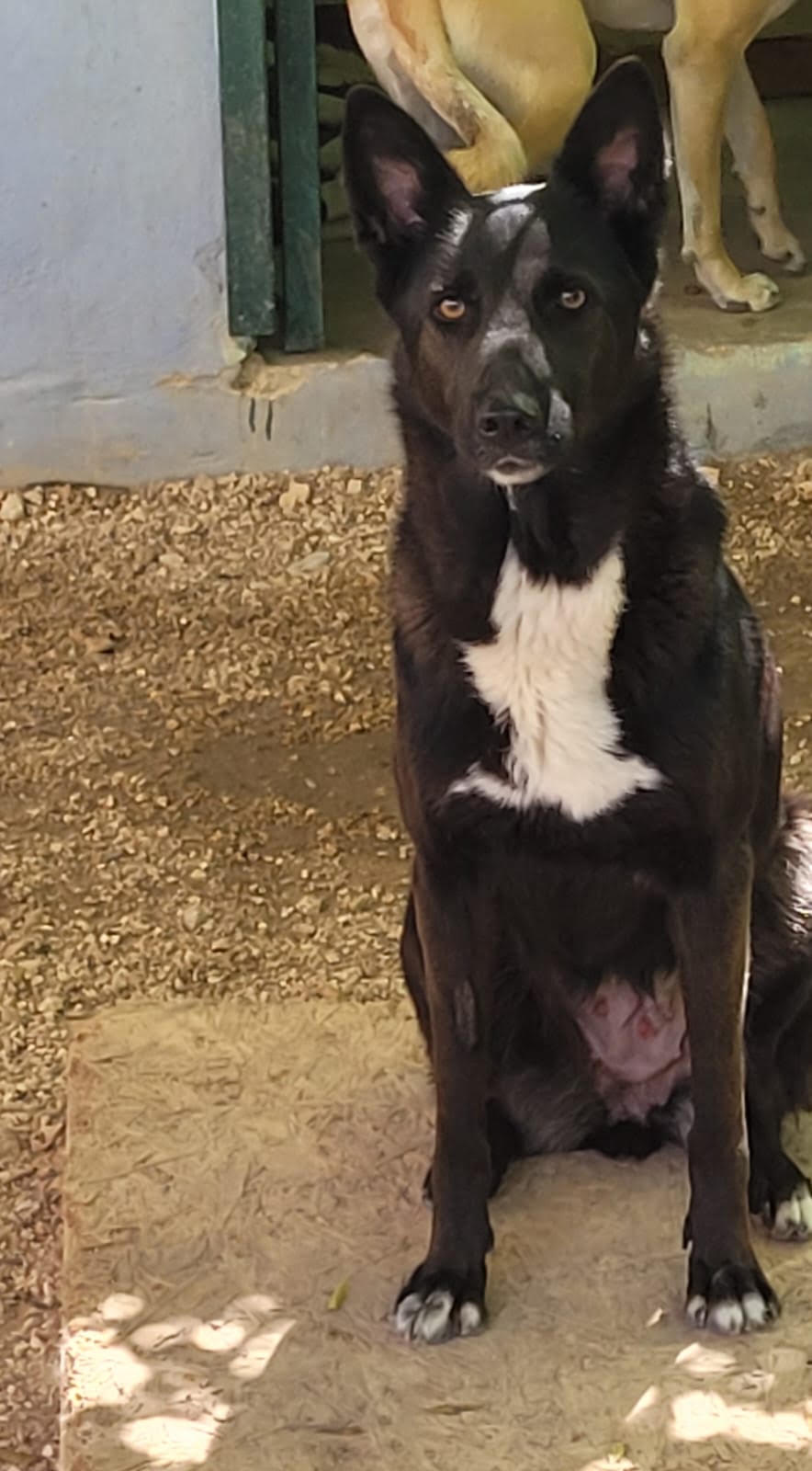 A rescued dog
